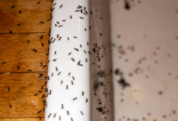 Best Best Pest Control Companies  in Kenmore, NY